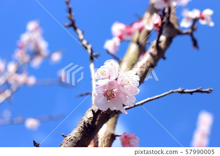 玫瑰花朵綻放 57990005