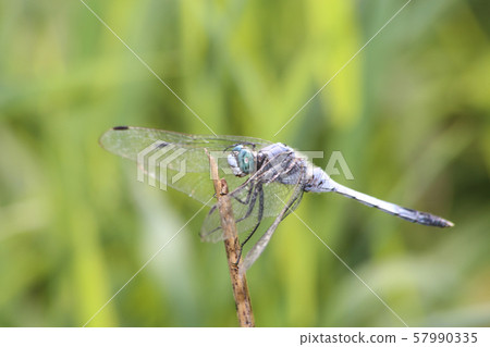 鹽卡拉通博 57990335