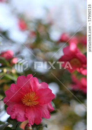 Sasanqua Sasanqua 57990516