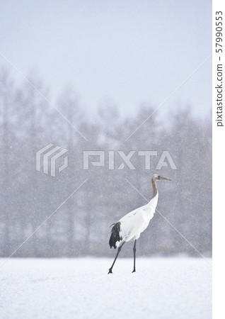 A young red-crowned crane standing in a snow-fed feeding area (Tsurui, Hokkaido) 57990553