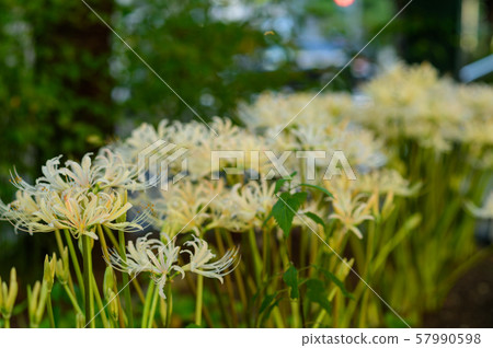 群集孤挺花 群集孤挺花 57990598