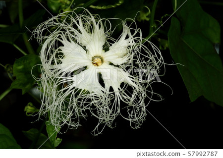 Natural plant crow uri, overnight flower that blooms in the evening and squeezes in the morning. I can't see people who are not good at insect bites and early waking 57992787