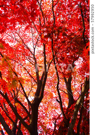 紅楓葉樹 紅楓葉樹 57992950