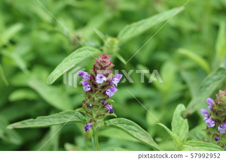 夏枯草(靫草) 夏枯草(靫草) 57992952
