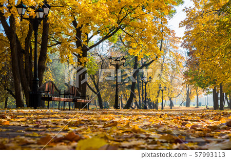 golden autumn in the park 57993113