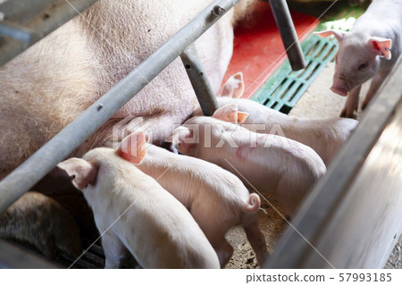 Piglet 57993185