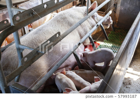 Piglet Piglet 57993187