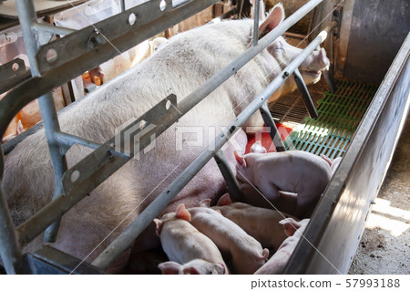 Piglet Piglet 57993188