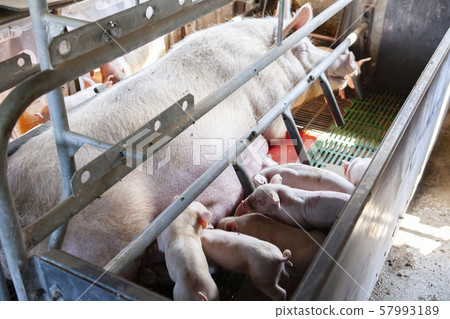 Piglet 57993189