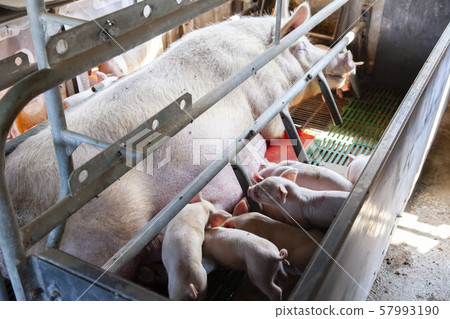 Piglet 57993190