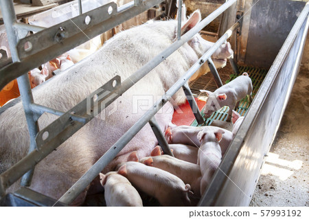 Piglet Piglet 57993192