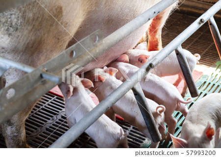 小豬仔 小豬仔 57993200