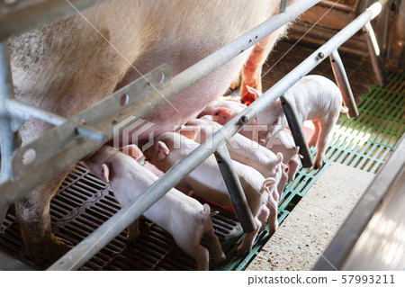 Piglet Piglet 57993211