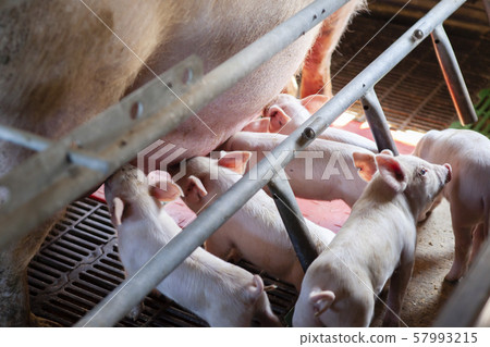 Piglet Piglet 57993215