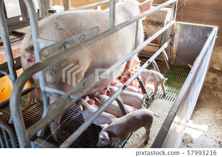 Piglet Piglet 57993216