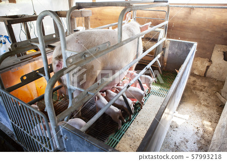 小豬仔 小豬仔 57993218