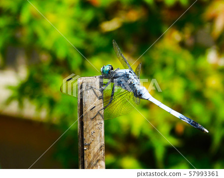 Dragonfly perching on bamboo Dragonfly perching on bamboo 57993361