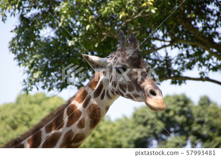 Reticulated giraffe Reticulated giraffe 57993481