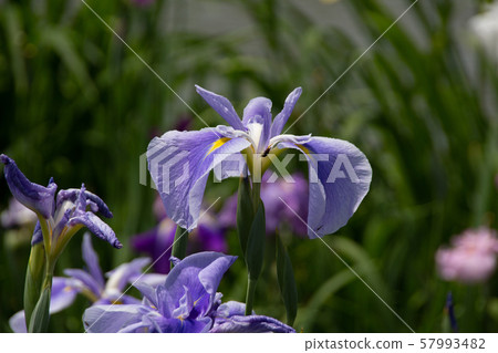 Iris Iris 57993482