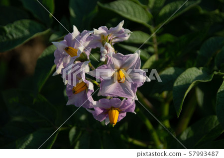 馬鈴薯花 馬鈴薯花 57993487