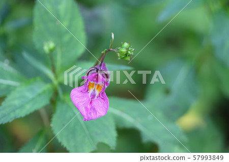 Purple fishing boat begins to bloom 57993849