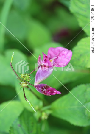 Fishing boat grass and flowers Fishing boat grass and flowers 57994061