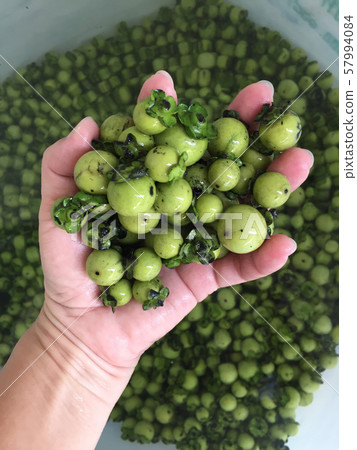 fresh and ripe ebony fruit the Thai native silk or 57994084