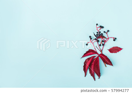 Sprig of red wild grapes on blue background. Sprig of red wild grapes on blue background. 57994277