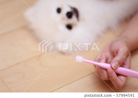 Pomeranian toothpaste (monkey period dog dog canine organism animal pedigree puppy child white white child) 57994591