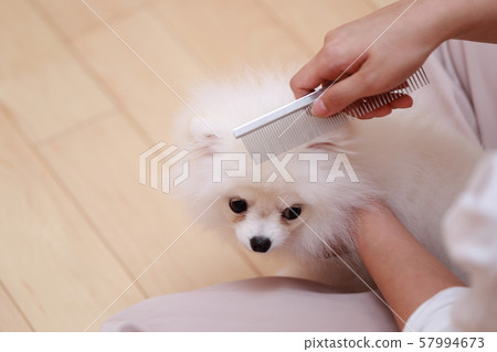 Brushing (monkey period dog dog canine creature pedigree puppy child white white child pomeranian) 57994673