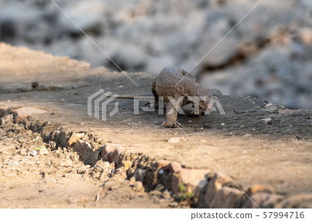 lizard, bengal monitor, indian monitor lizard 57994716