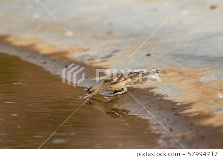 sparrow, bird, water 57994717