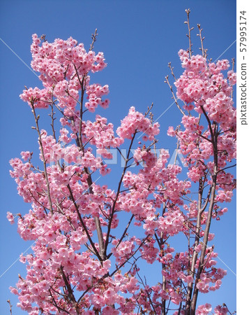 Cherry Blossoms   57995174