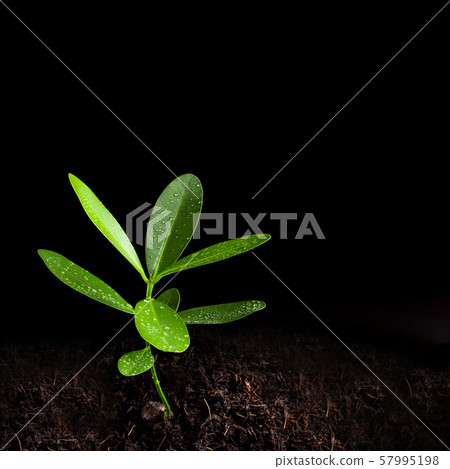 Freshness leaves of Alexandrian laurel young plant Freshness leaves of Alexandrian laurel young plant 57995198