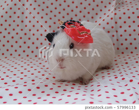 在豚鼠的Setsubun 57996133