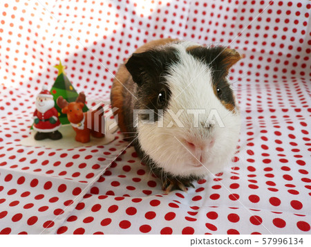 豚鼠和聖誕節 57996134