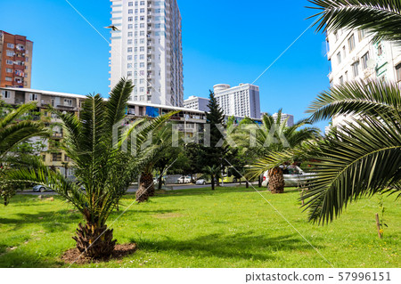 Pygmy date palm trees (Phoenix roebelenii) in city Pygmy date palm trees (Phoenix roebelenii) in city 57996151