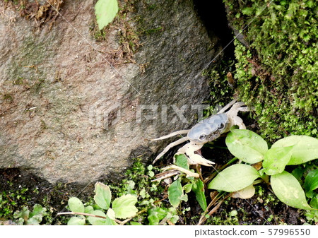 Hakone's unexplored serpentine valley Dazai stone bath 57996550