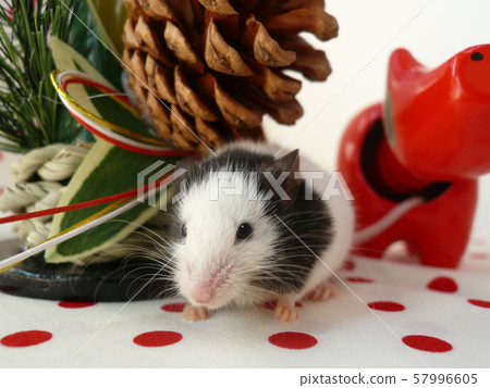 Mouse and New Year 57996605
