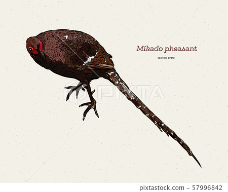 Mikado Pheasant (Syrmaticus mikado), the 57996842