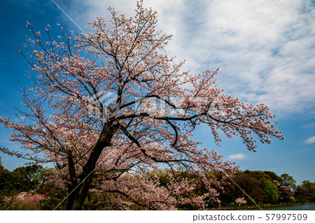 Zenfukuji公園的櫻花 57997509