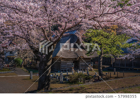 Cherry blossom and shrine Cherry blossom and shrine 57998355