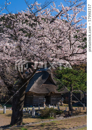 櫻花和神社 57998357