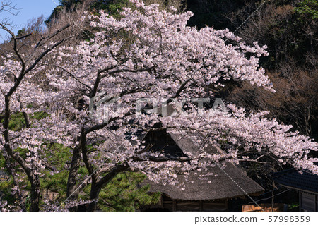 櫻花和神社 櫻花和神社 57998359