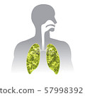 Fresh breath. Green Human lung illustration info 57998392