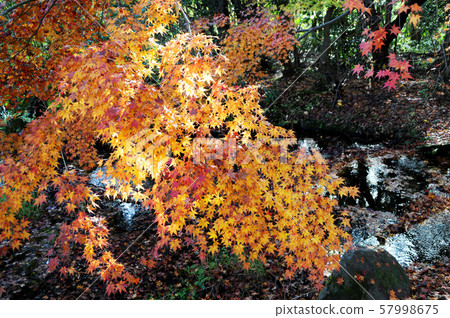 Maple leaves which turned red leaves 57998675