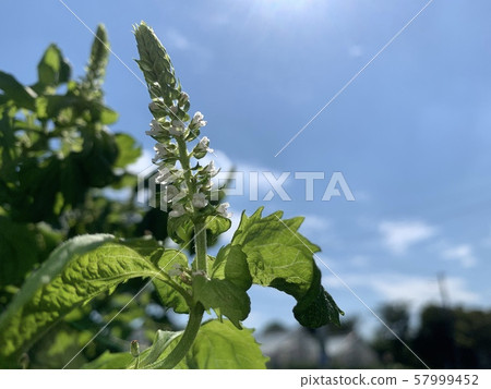 Large leaf fruit Large leaf fruit 57999452