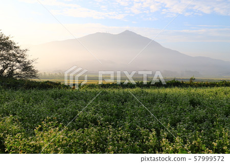 Soba field at the foot of Tsukuba Sakuragawa City Soba field at the foot of Tsukuba Sakuragawa City 57999572