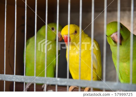 Tropical parrots sit in a cage at poachers in the 57999725