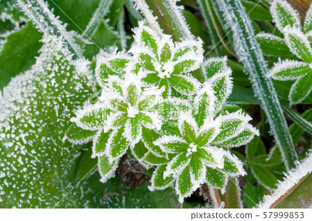 green grass on meadow is covered with snow top 57999853